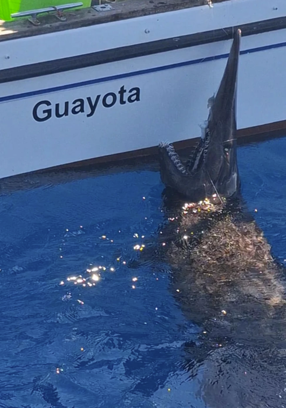 Penemuan Langka Hiu Goblin di Gran Canaria Buka Misteri Laut Dalam