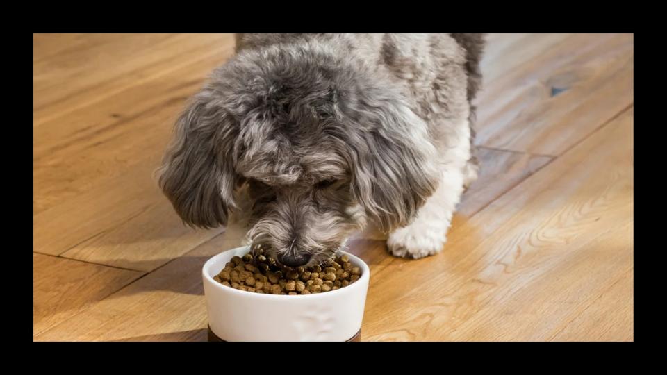 Best Dry Dog Foods 2026 - Forbes Vetted