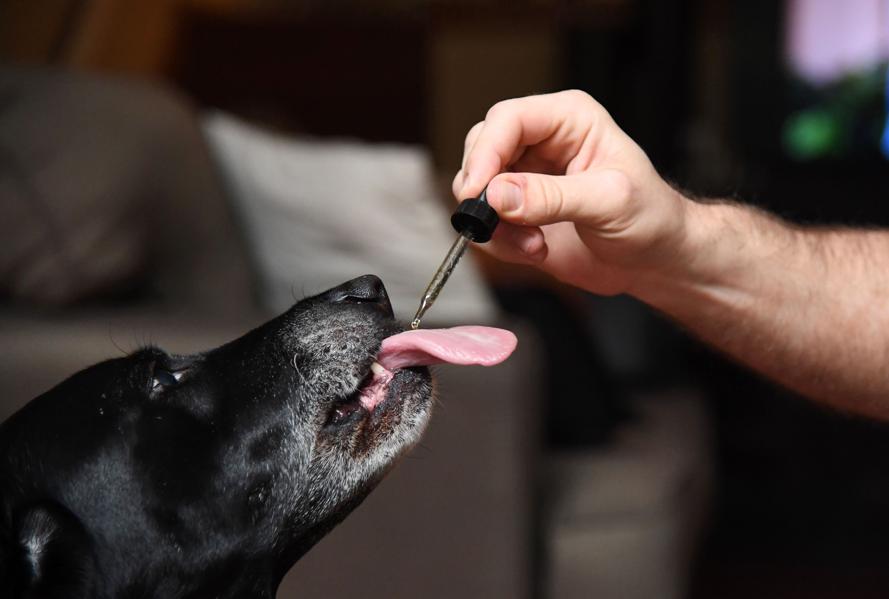 Team Cannabis' Latest Recruits Are Greece, Canadian AIDS Research, And Pets