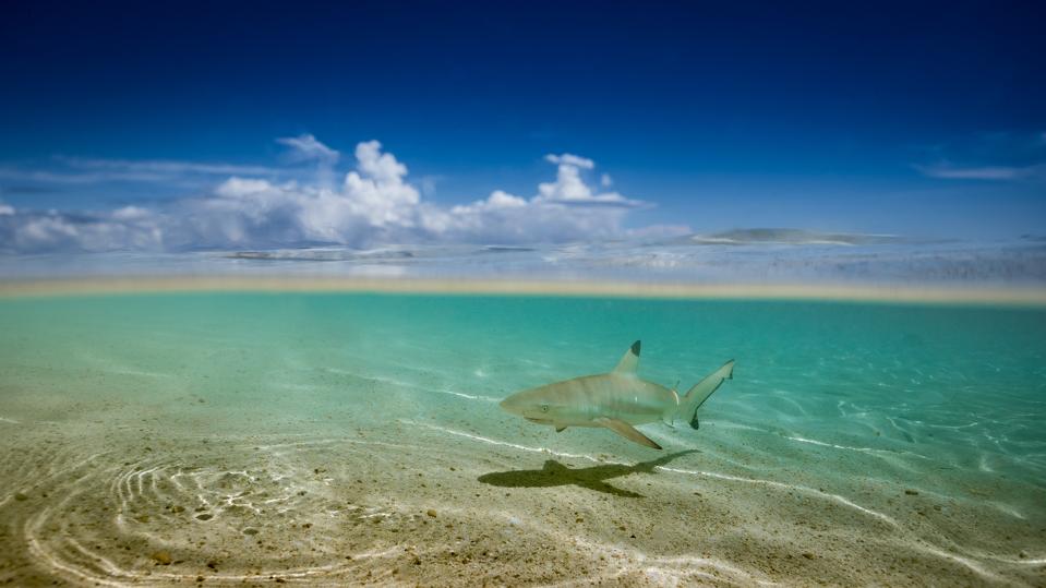 Menjaga Raja Ampat: Tantangan Wisata Konservasi Manta dan Hiu