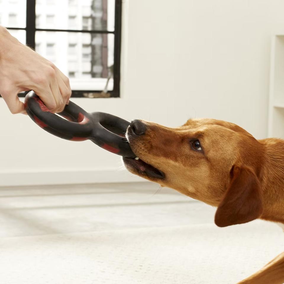 Best Durable Dog Toys 2026 - Forbes Vetted