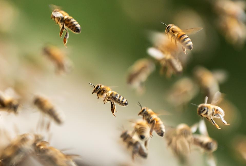 Waspada! Tawon Berkaki Kuning Mengancam Lebah dan Pertanian di AS Selatan