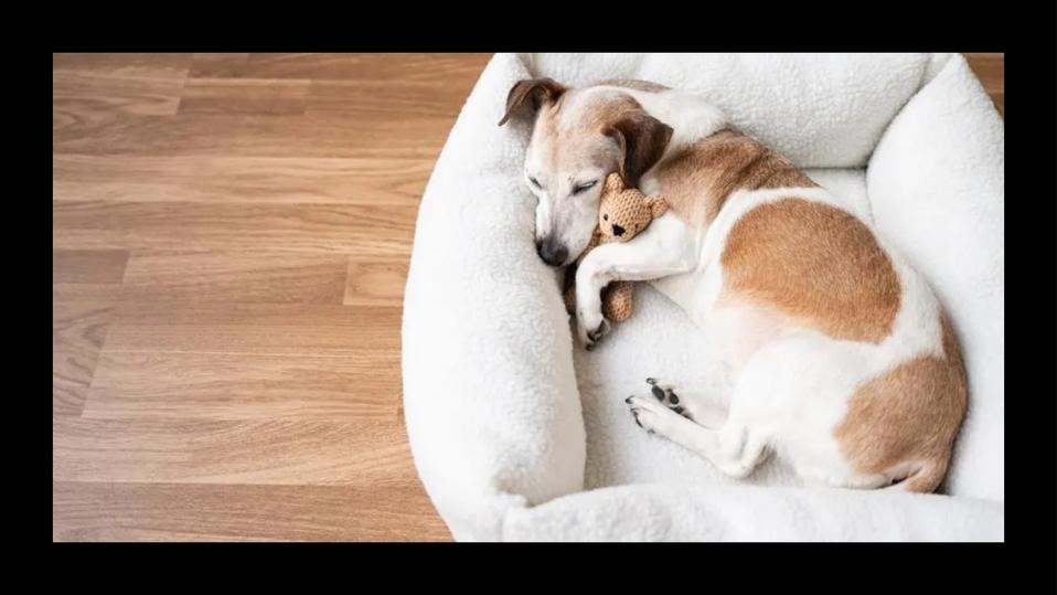 How To Clean A Dog Bed, According To Experts