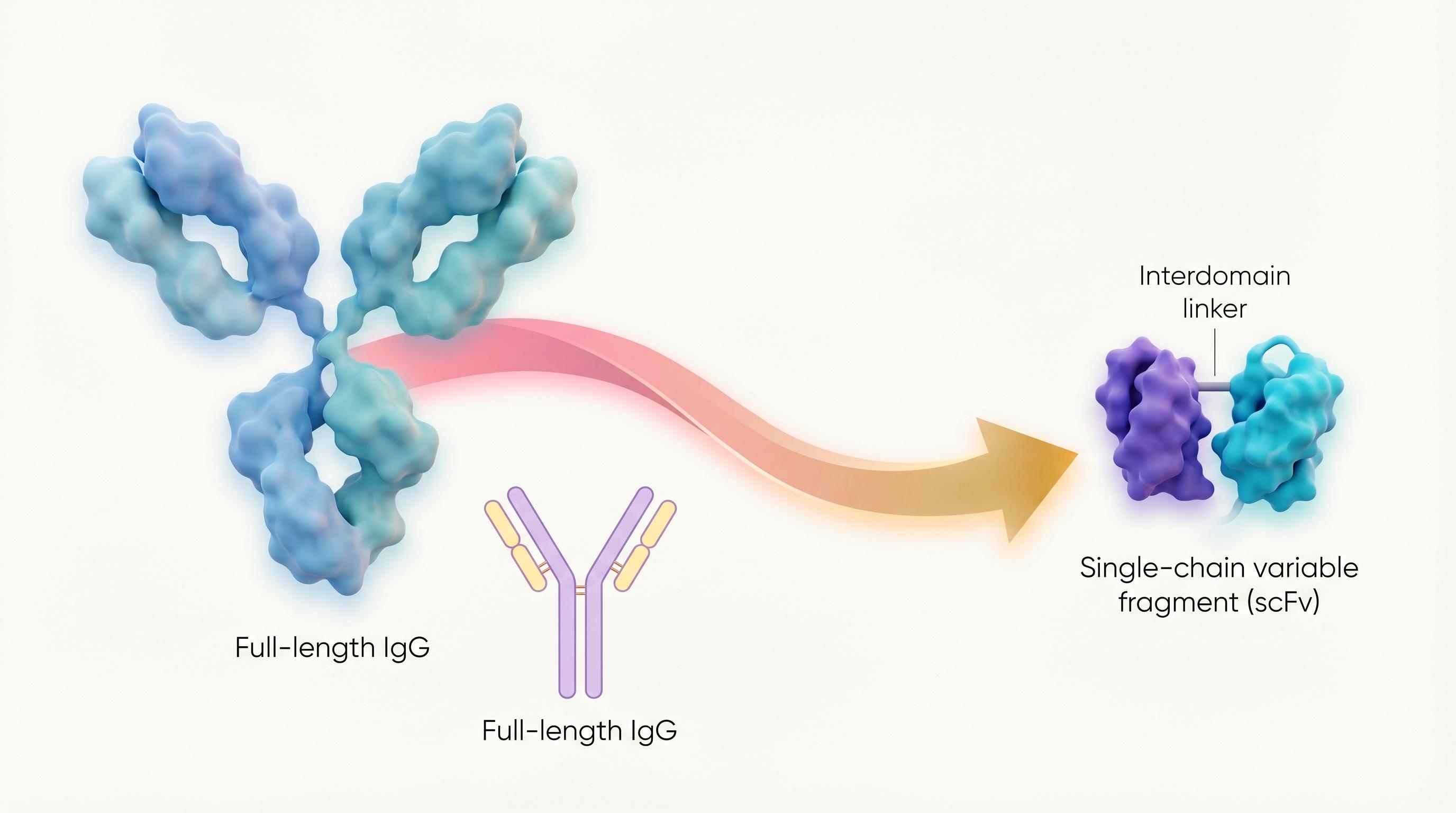 New Antibody Drugs Target Disease From Within