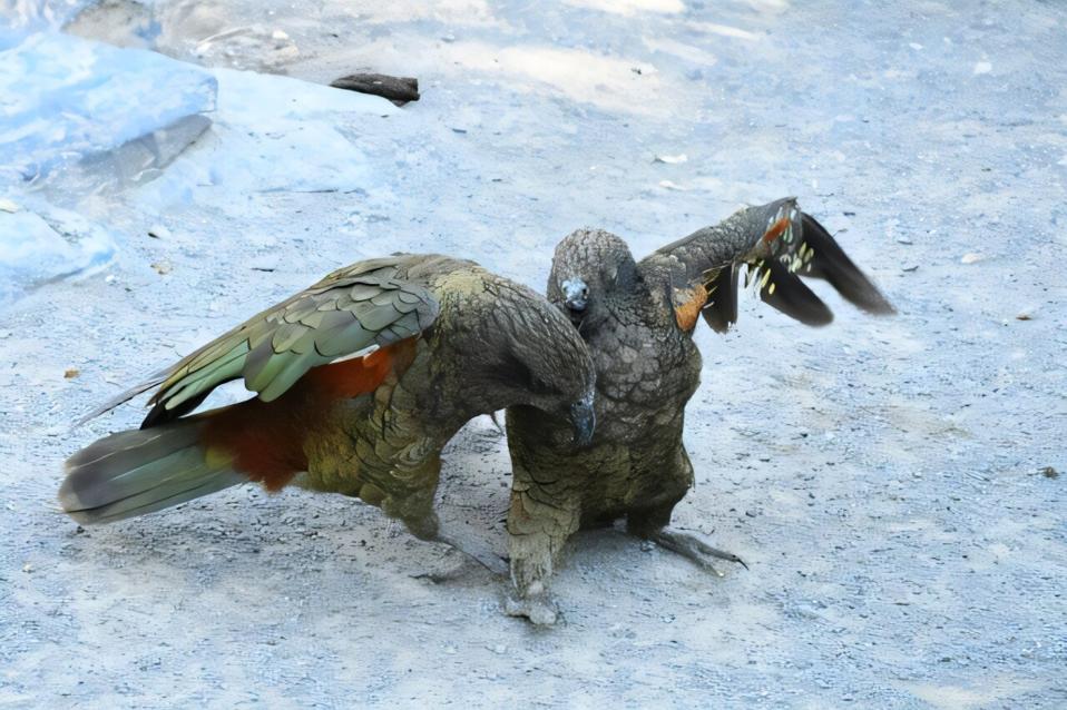 Burung Kea Bruce, Tanpa Paruh Atas Jadi Alfa Lewat Inovasi Unik