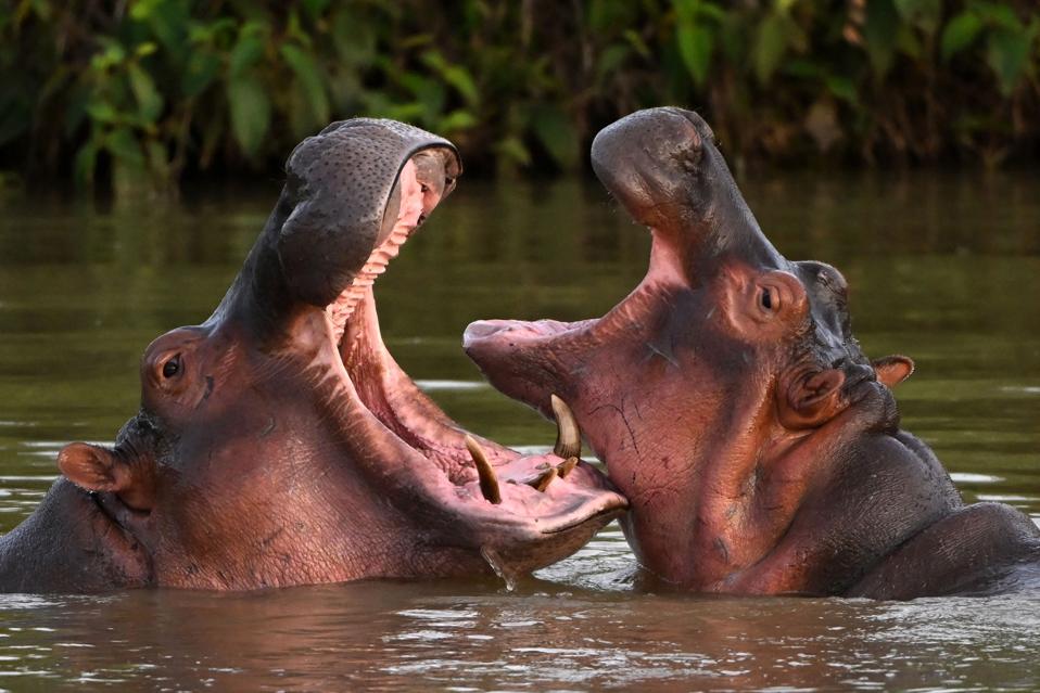 COLOMBIA-ANIMAL-HIPPO-ESCOBAR