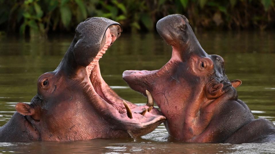 COLOMBIA-ANIMAL-HIPPO-ESCOBAR