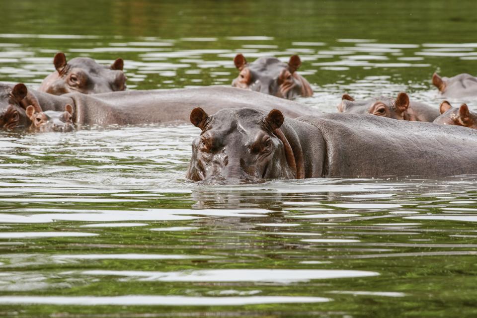Hippos declared 'invasive species' over breeding fears in Colombia
