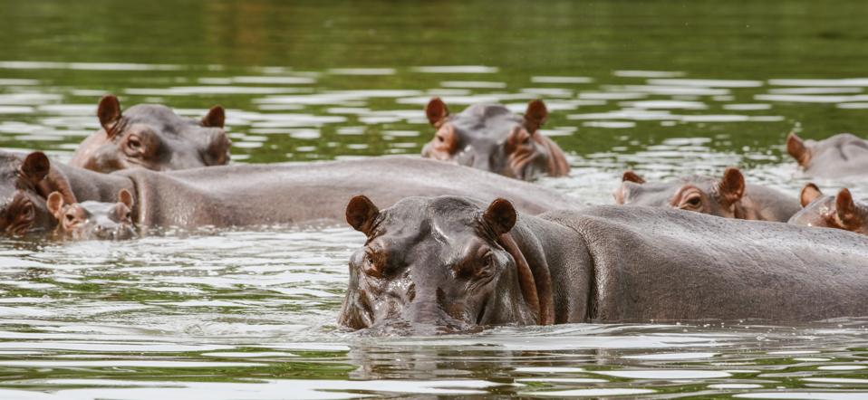Hippos declared 'invasive species' over breeding fears in Colombia