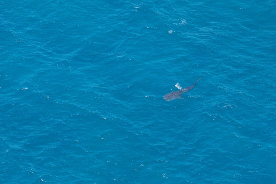 Studi Baru: Drone Tidak Ganggu Perilaku Hiu Paus di Laut Australia