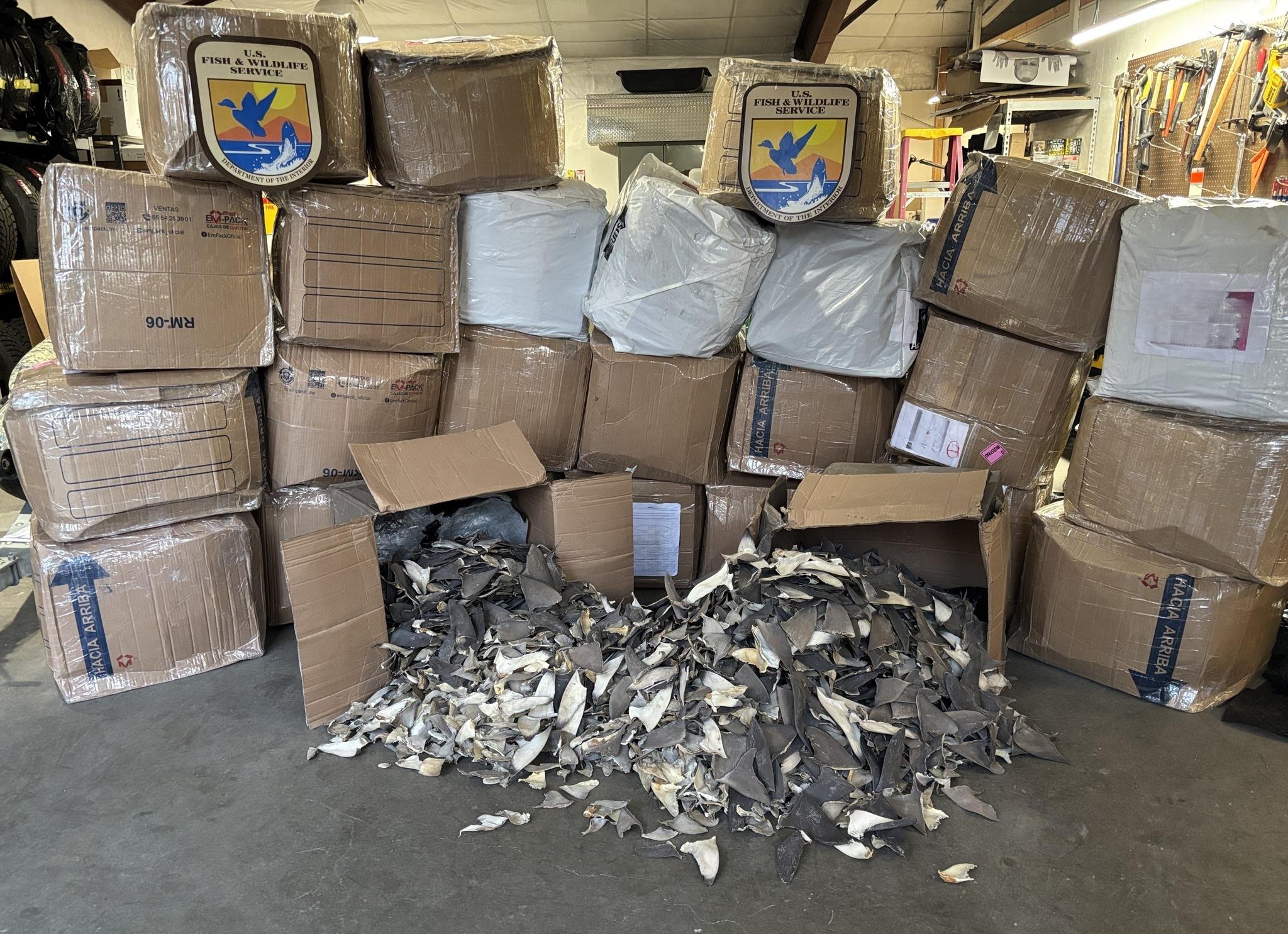 Shark Fin Smuggling Bust Reveals Global Trade Loopholes