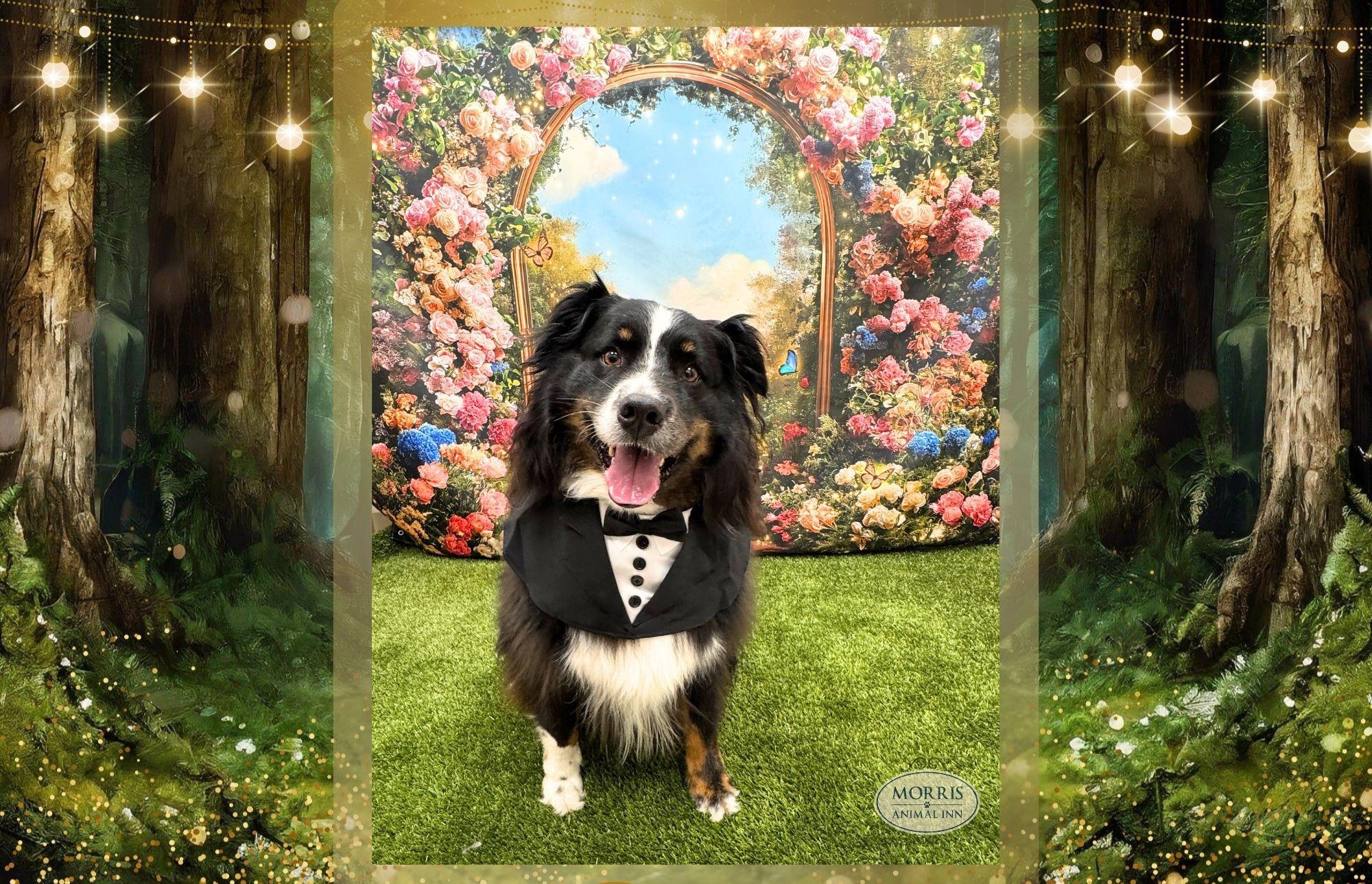 dog in prom dress Rescue Dogs Attend Adorable Puppy Prom