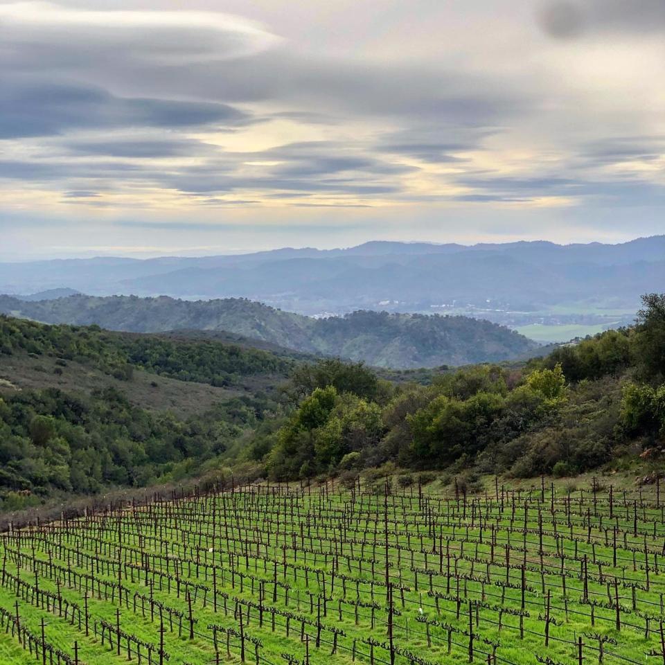 Napa Valley Cabernet Wine Site Chosen By Members Of The U.S.