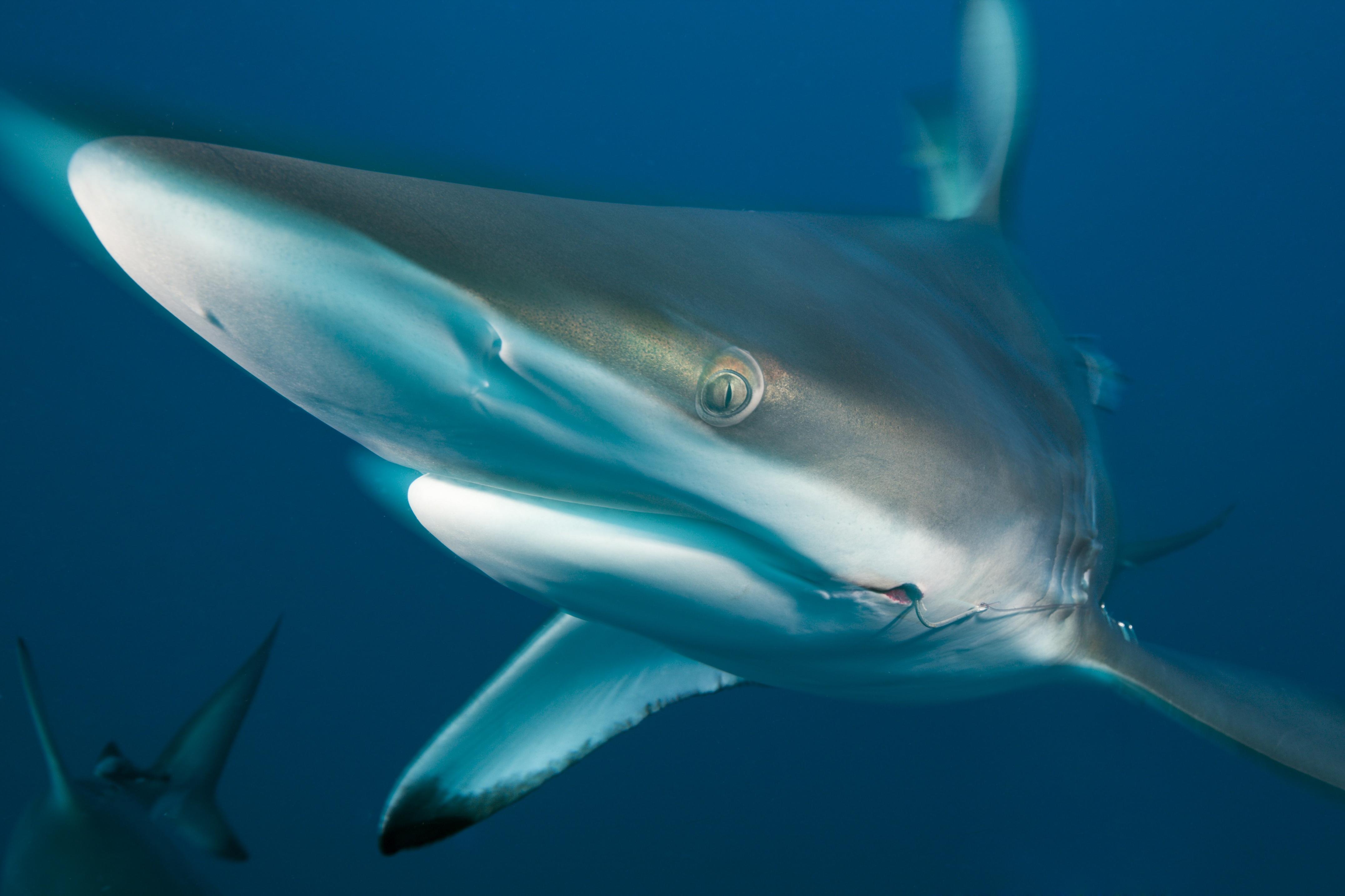 Understanding Sharks In Murky Coastal Zones