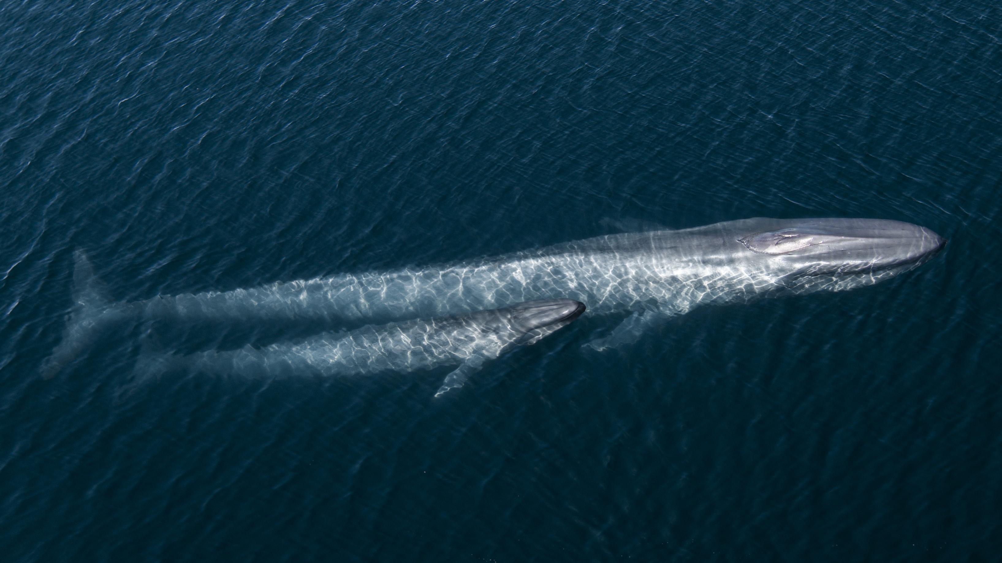 How Attenborough’s Film ‘Ocean’ Captured The Scale Of Life At Sea