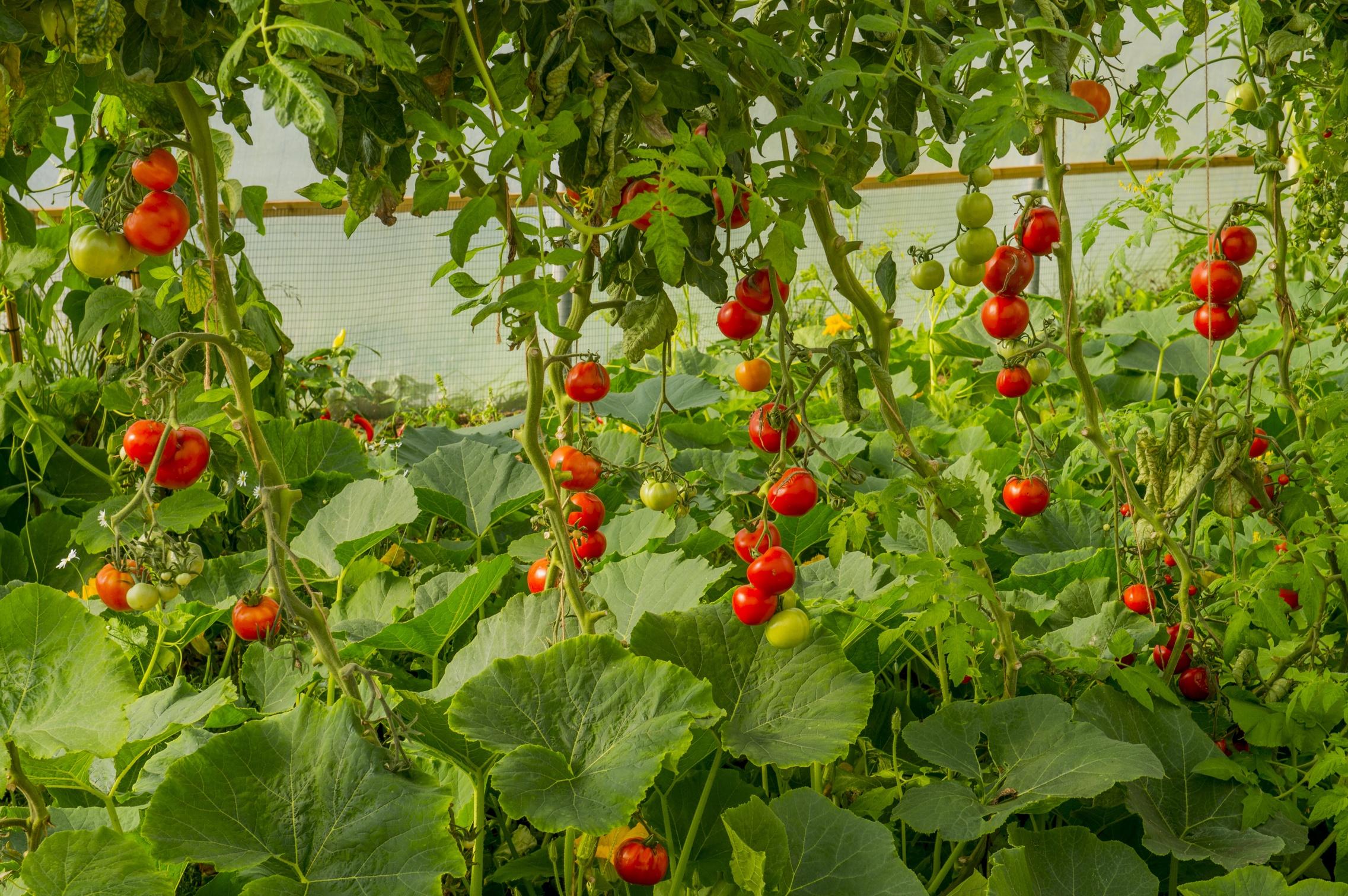 tirzepatide acres green co Physical AI Moves into Sustainable Greenhouse Agriculture