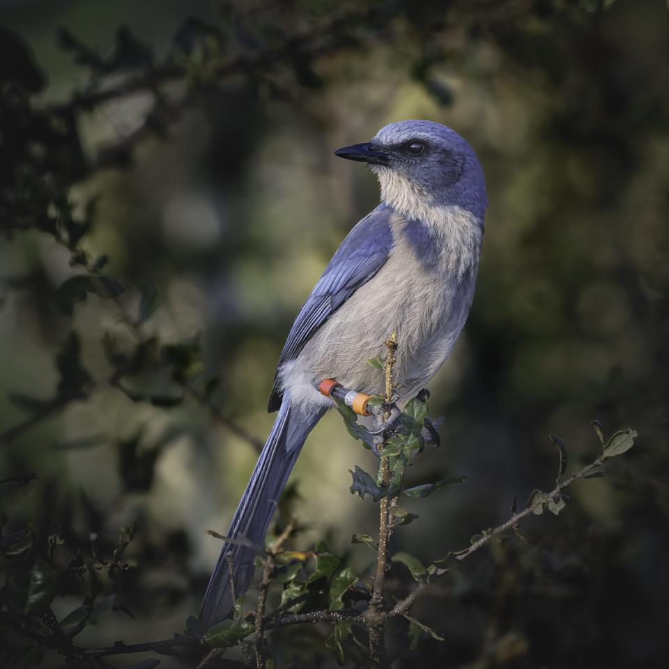 There Are Birds And Then There Are Rare Birds. Meet The Scrub Jay