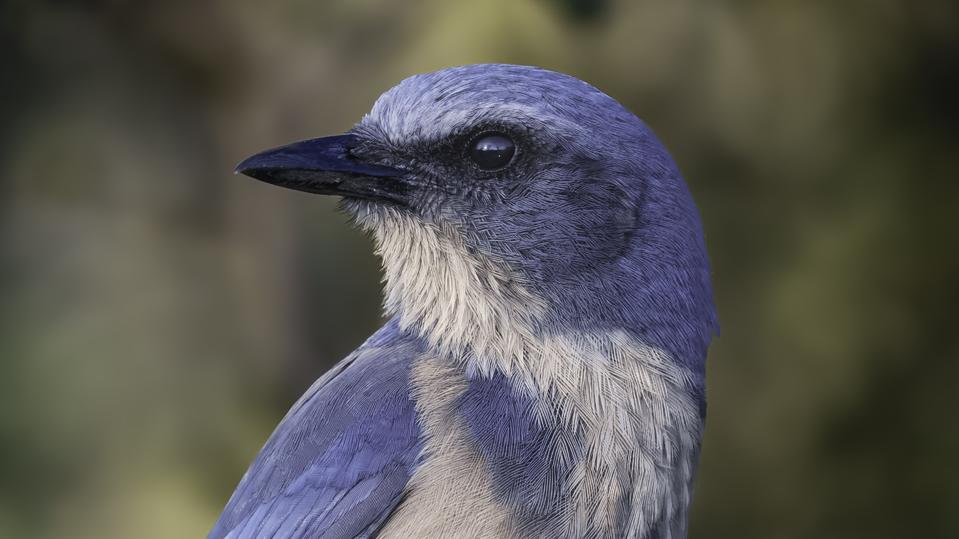 There Are Birds And Then There Are Rare Birds. Meet The Scrub Jay