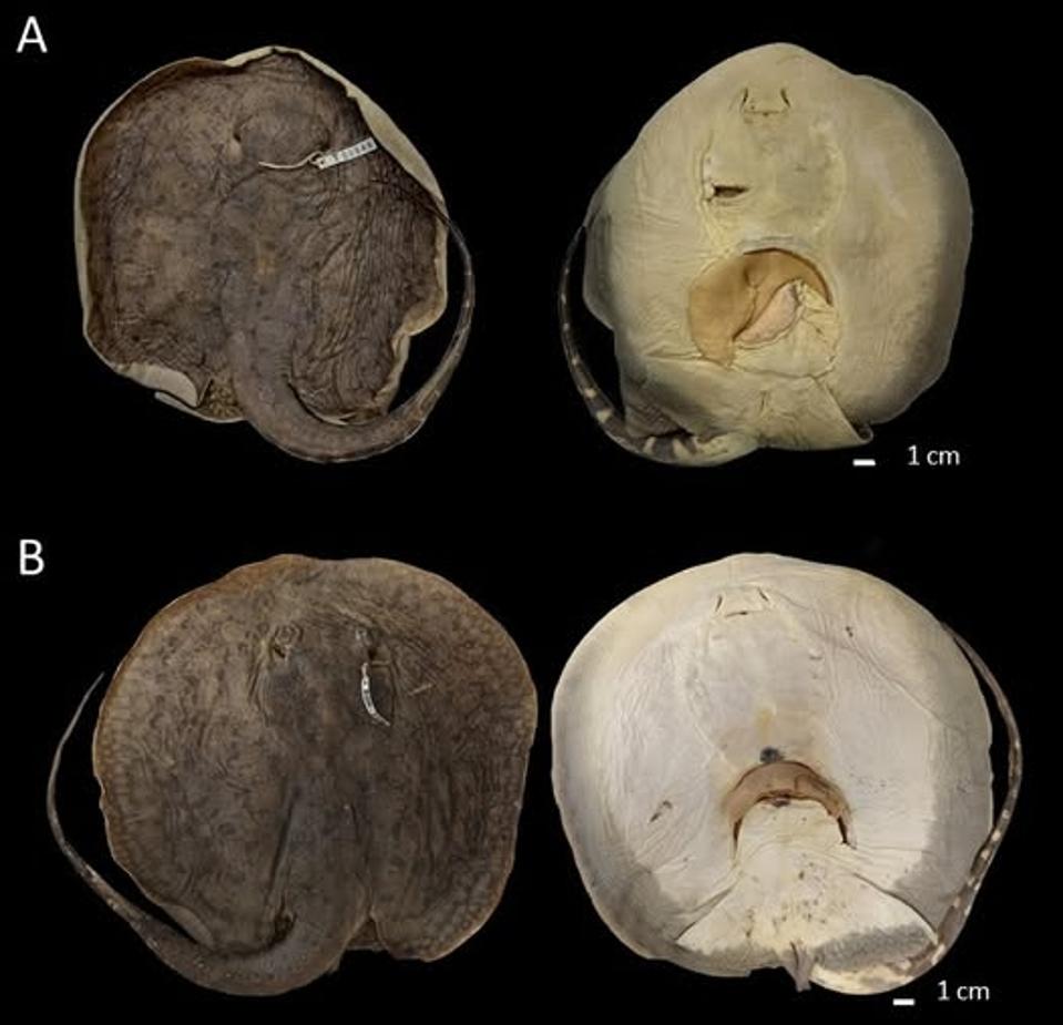 A New Freshwater Stingray Species Discovered In Guyana And Venezuela Rivers