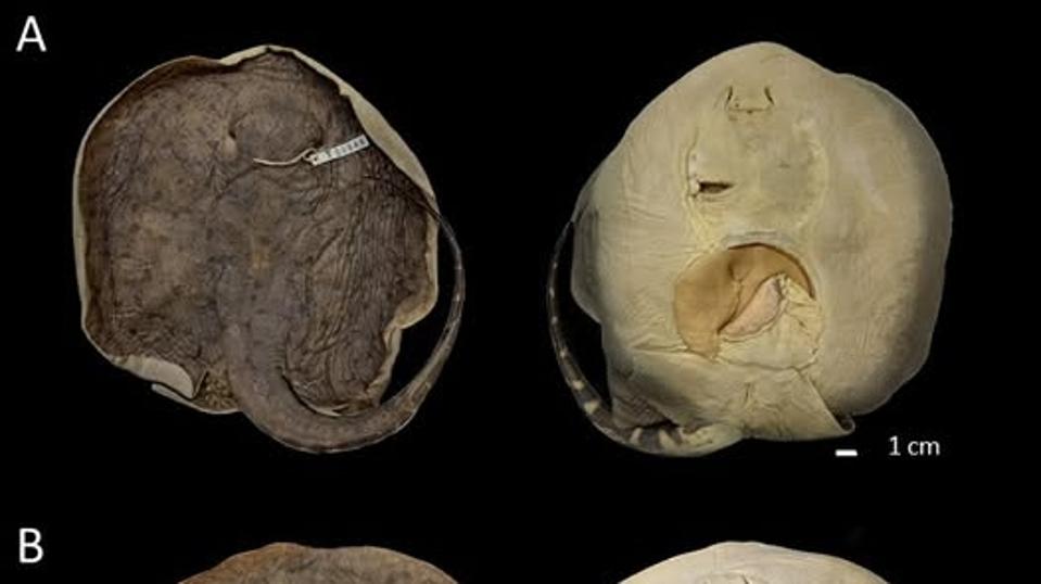 A New Freshwater Stingray Species Discovered In Guyana And Venezuela Rivers