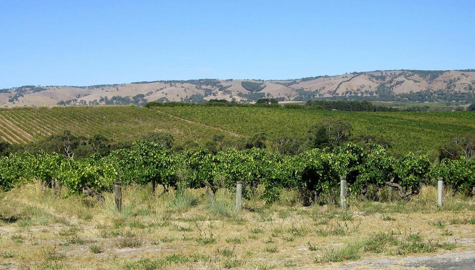 Exploring Australia’s Hippest Wine Scene: McLaren Vale