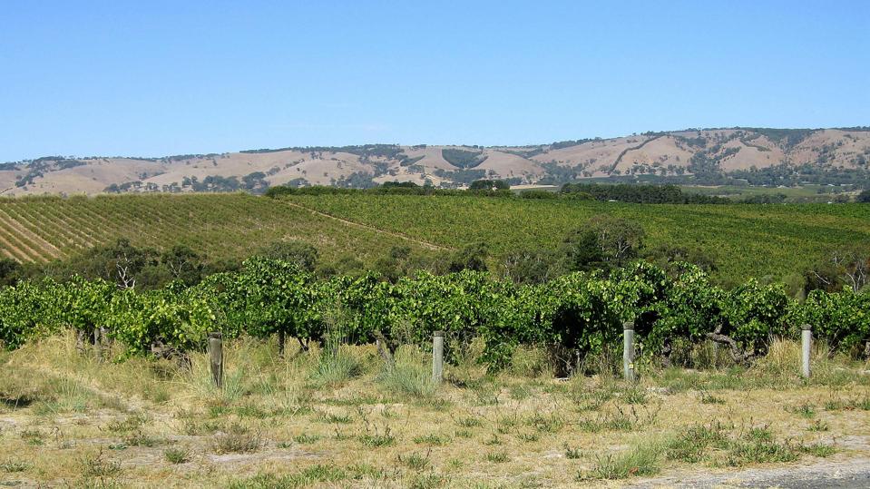 Exploring Australia’s Hippest Wine Scene: McLaren Vale