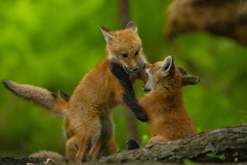 How Wisconsin Used Foxes And Deer To Revamp Science Education