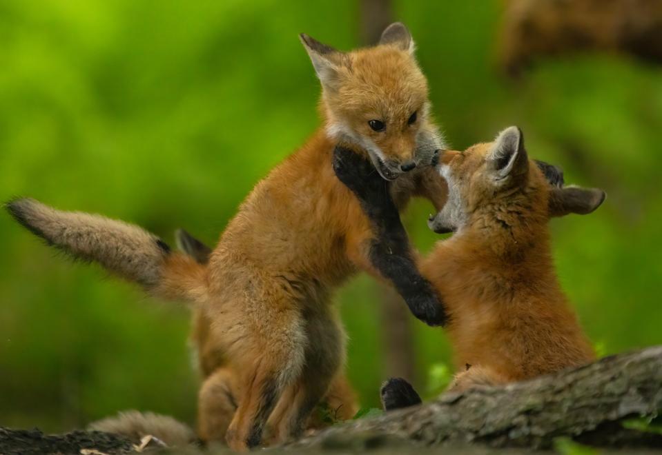 How Wisconsin Used Foxes And Deer To Revamp Science Education