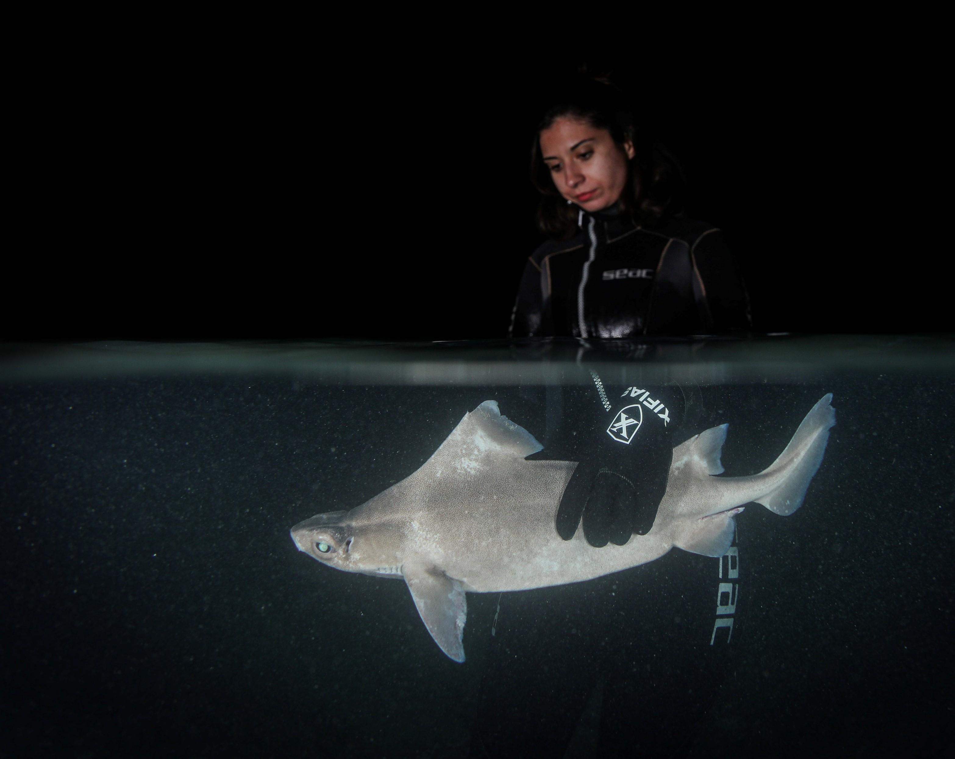 The Adriatic Sea's Hidden Shark And Ray Hotspot Is Changing What Scientists Know
