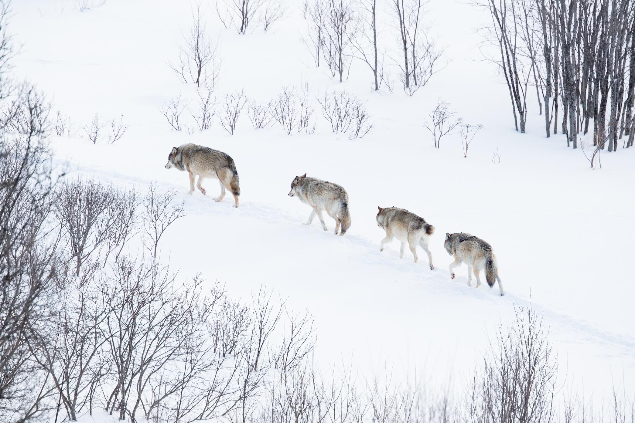 Why Lone Wolf Business Leaders Can Never Thrive