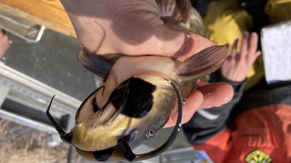 destiny mysterious fish hook Daiichi D90z-4/0 Mighty Wide Live Bait Size 4/0 Black Nickel side action How To Start Destiny 2's