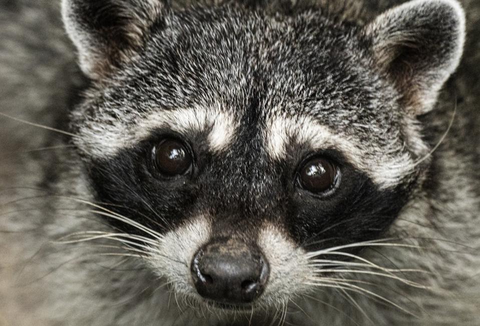 Who Is ‘Jimothy’? The Viral, Round Raccoon, Explained