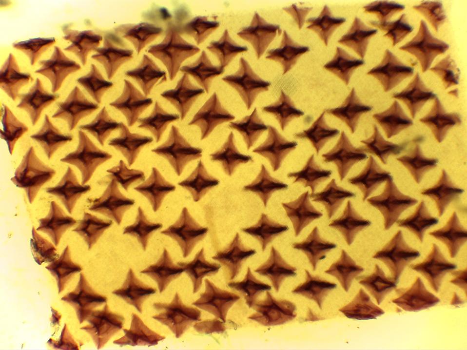 Fossil Shark Scales Reveal A 7,000-Year History Of Shark Populations