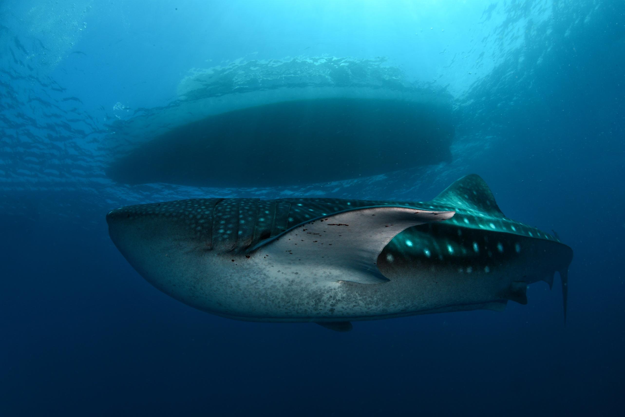 Every Whale Shark Has A Fingerprint. Here’s How Scientists Use It.