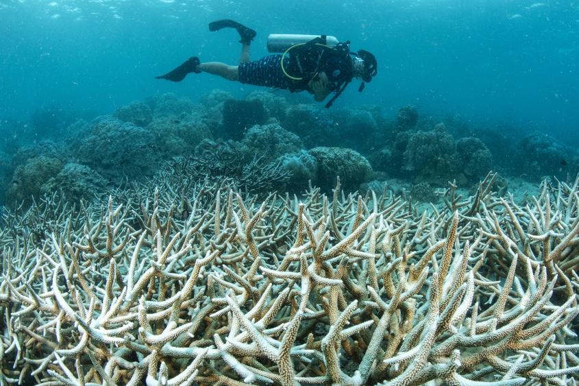 Marine Heatwaves Hampering Coral Reef Recovery, Study Finds