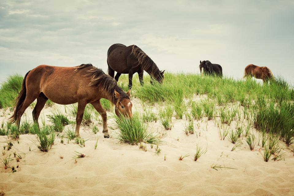 4 Worthwhile Island Day Trips To Visit From Halifax, Nova Scotia