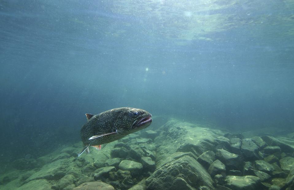 Great Lakes Fishing Agreement