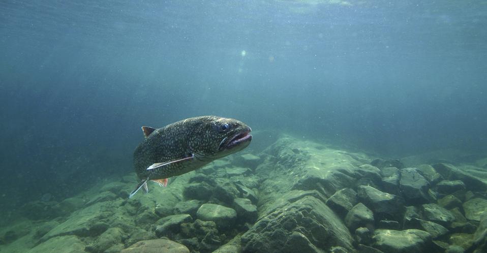 Great Lakes Fishing Agreement