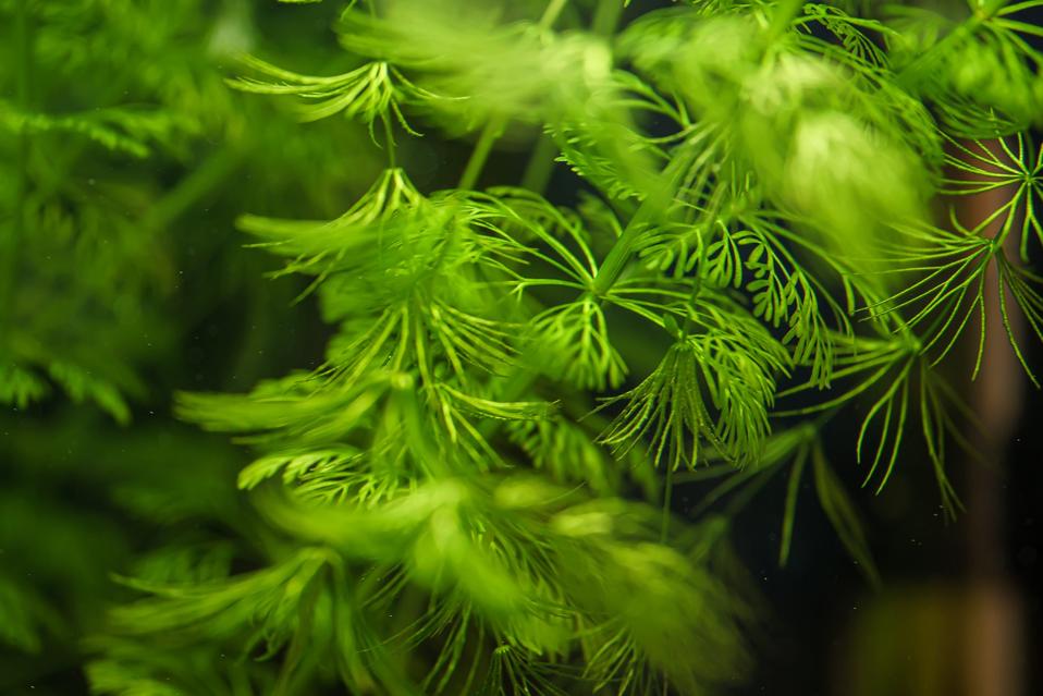 Close-up view of Freshwater Plant. Limnophila sessiliflora.