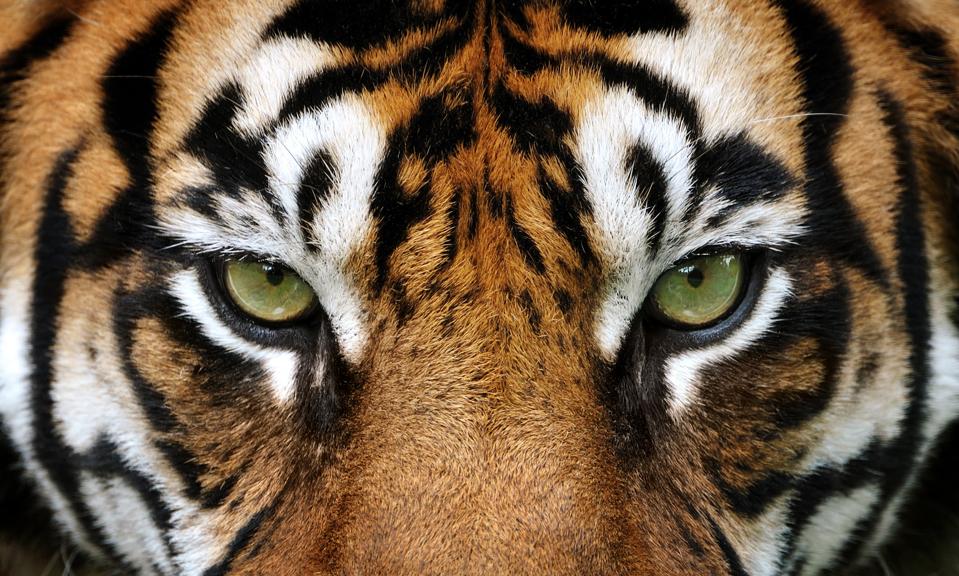 Inside The AWS ‘Tiger Team’ Approach To AI