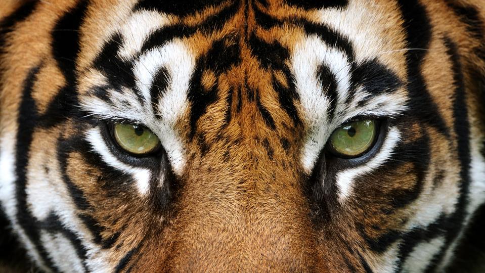 Inside The AWS ‘Tiger Team’ Approach To AI