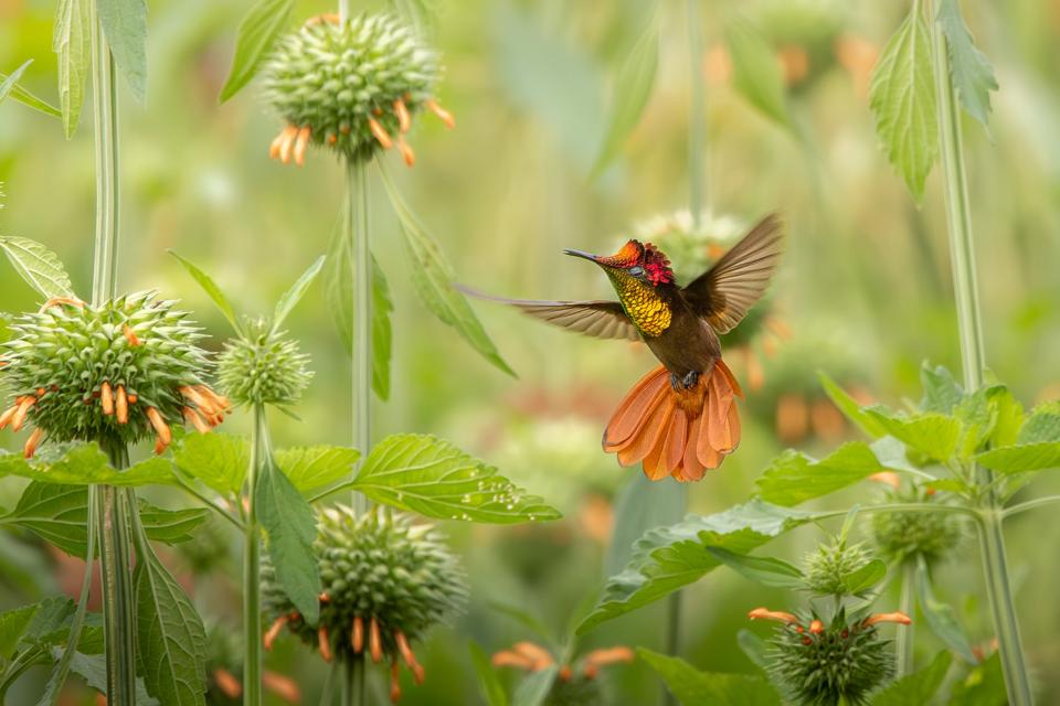 Great Bird Photos: The Winners Of Audubon Photography Awards 2026