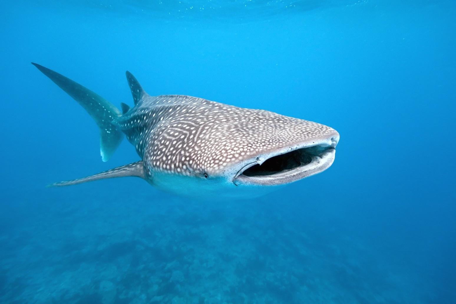 Milo The Whale Shark Breaks World Record After Traveling 34,000 Miles