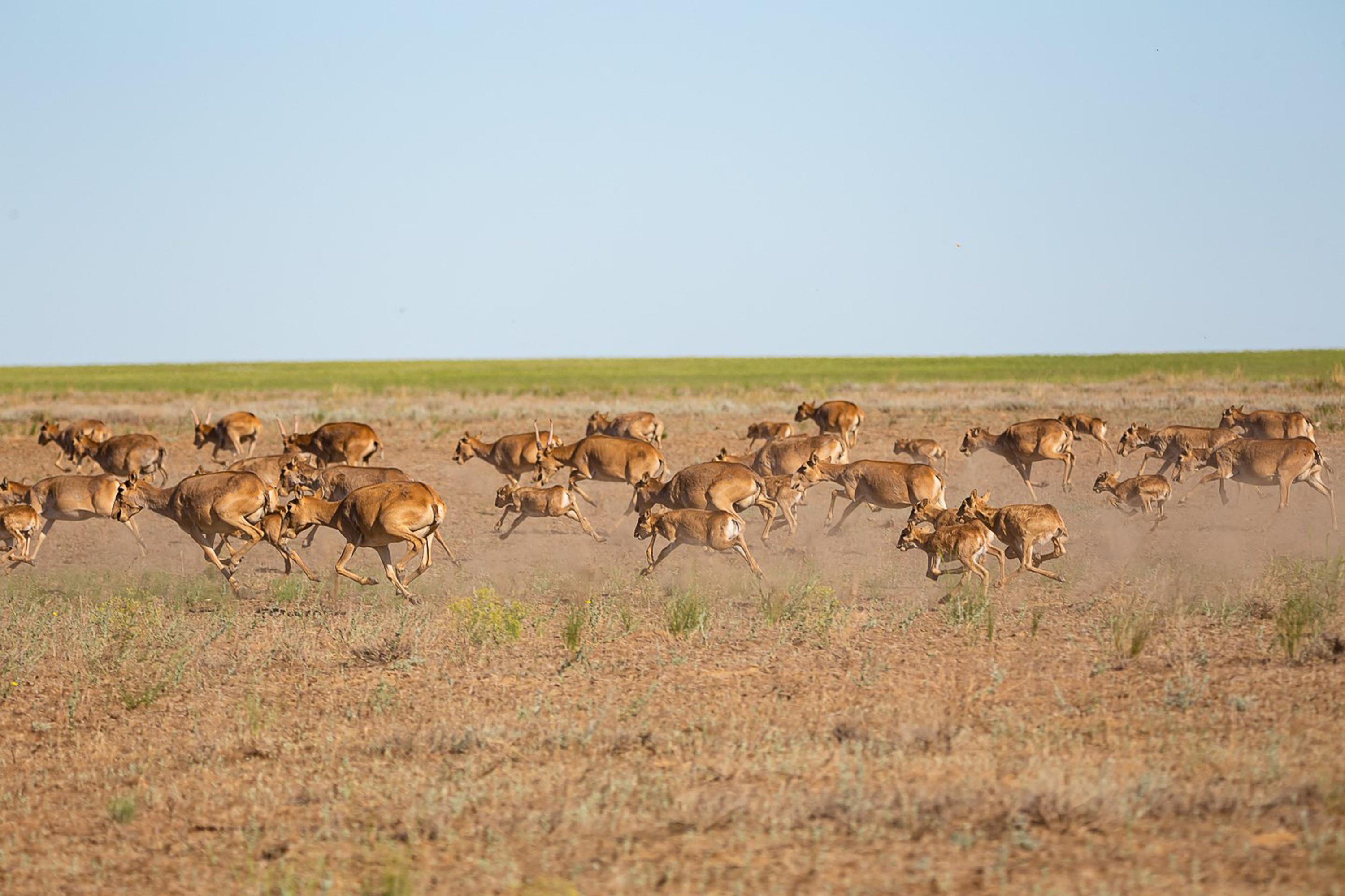 How Kazakhstan’s Saiga Antelope Could Help Reduce Wildfire Risk