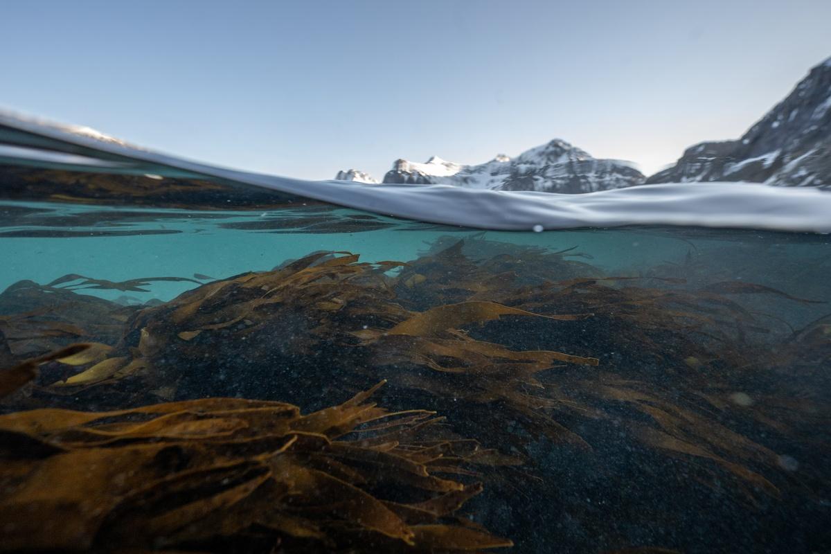Just 10% Of World’s Oceans Designated For Conservation, Study Finds