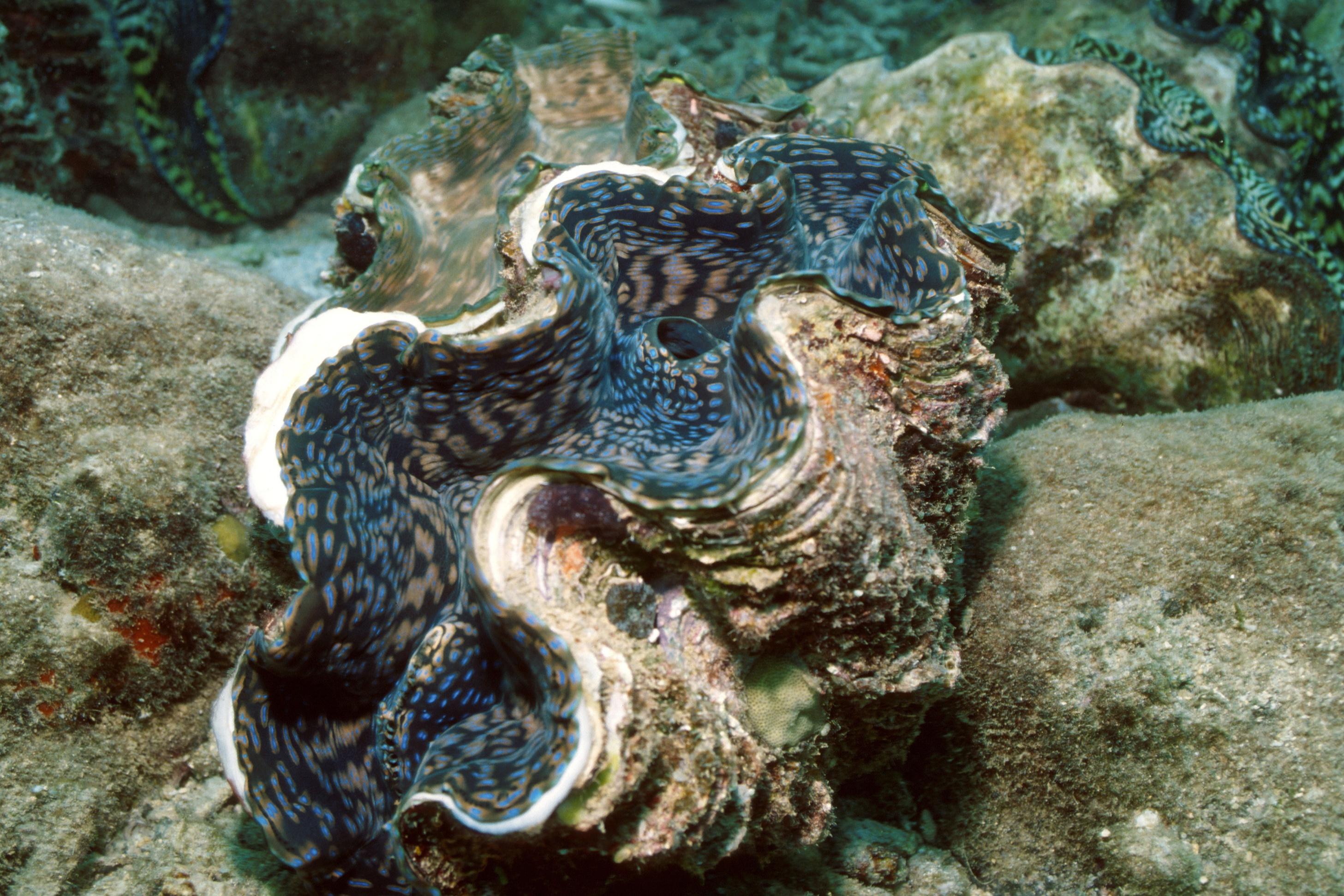 Fiji Is Bringing Giant Clams Back From The Brink Of Extinction