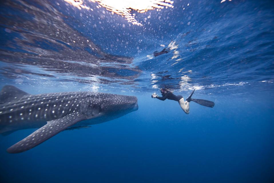 This Is What It S Like To Swim With Whale Sharks In Quintana Roo