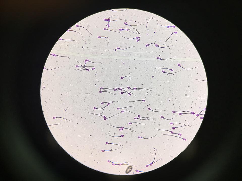 Photos and other amusements - Star trek spoof mr sperm mr sperm Star trek spoof