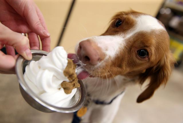New Way To Claim Pets On Your Taxes