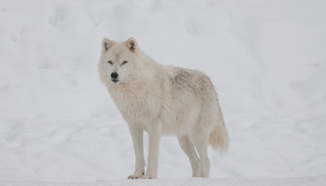 Win Big As A Lone Wolf